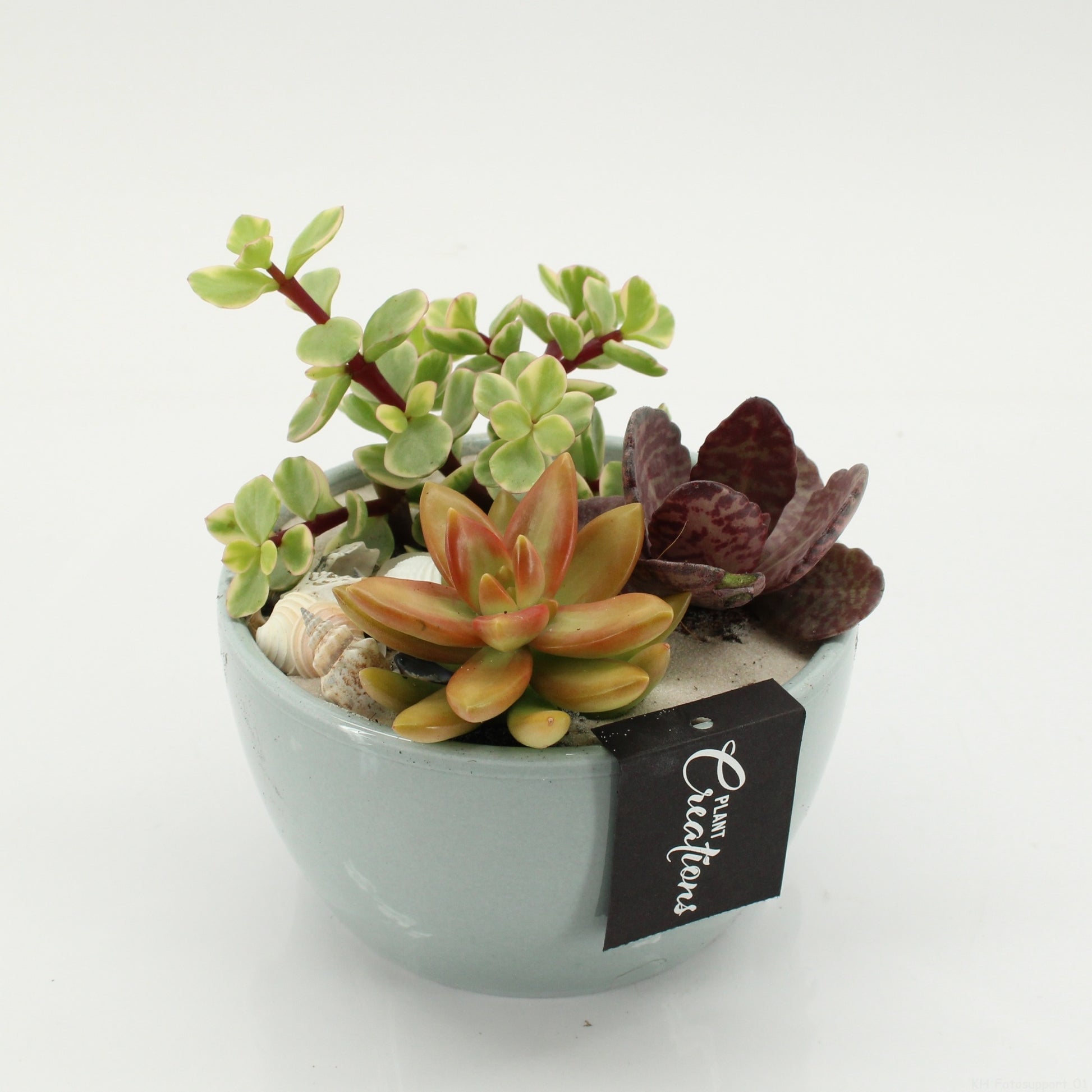 Mixt Creations BV SGCR-2610 Summer Greens Pack of 6