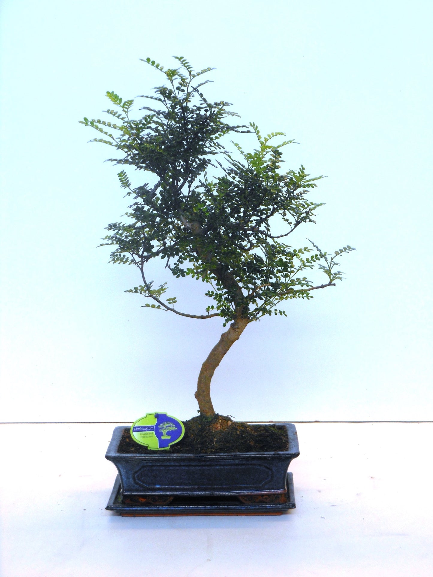 Zanthoxylum piperitum 60cm 30cm Pot