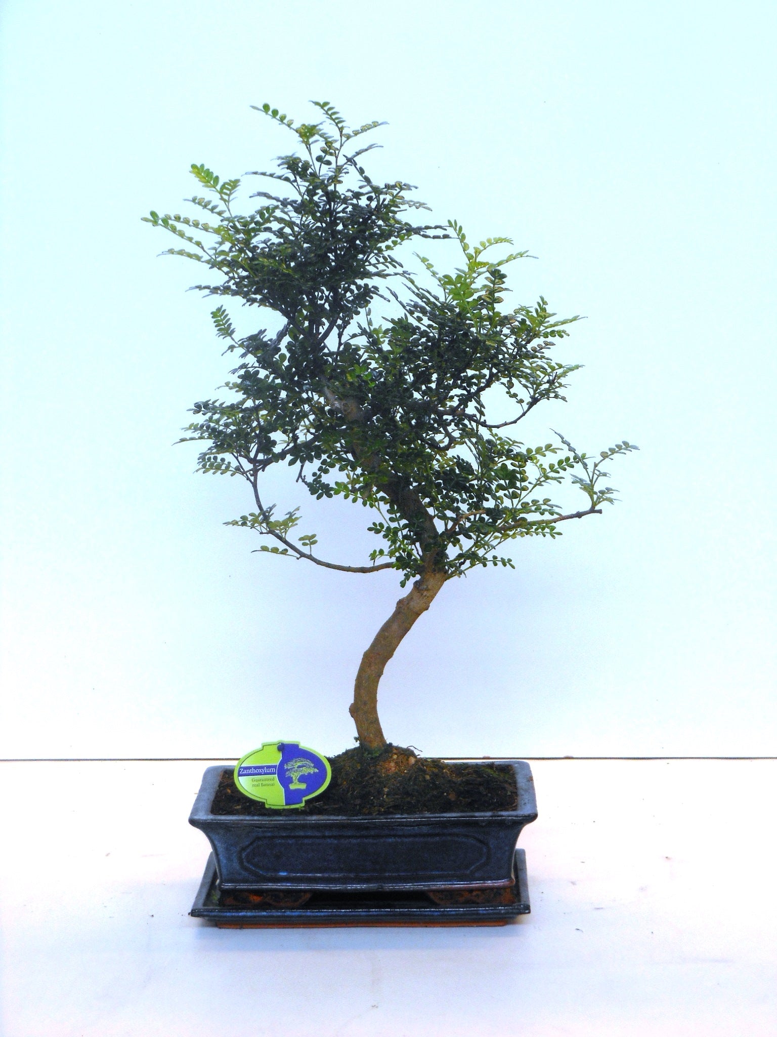 Zanthoxylum piperitum 60cm 30cm Pot
