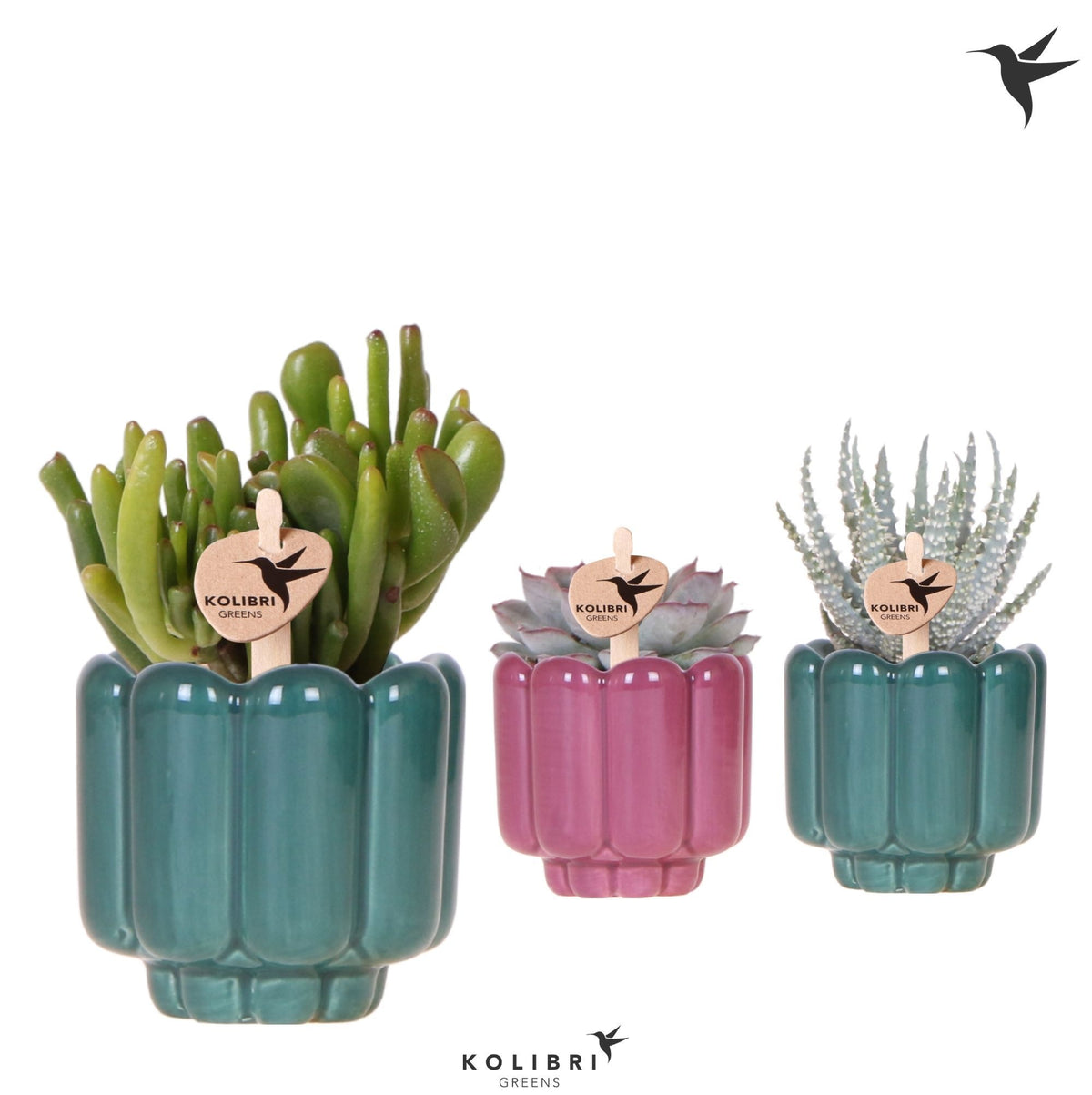 Succulent mix 12cm 6cm Pot