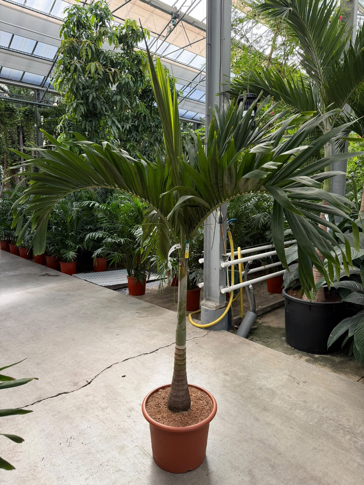 Carludovica palmata 220cm 45cm Pot