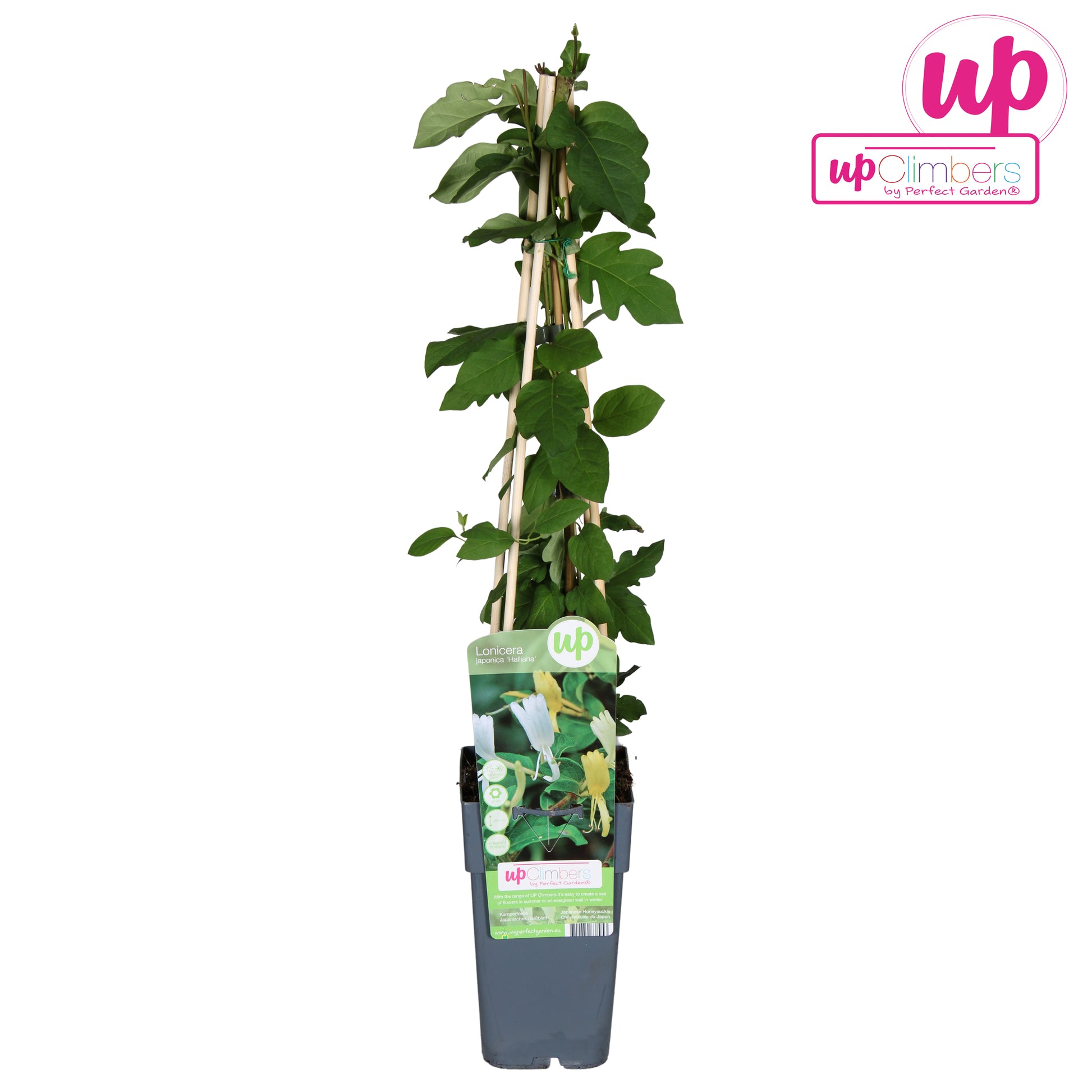 Lonicera Halliana 65cm 15cm Pot