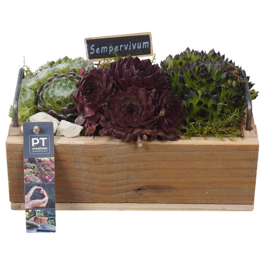 arr. Sempervivum 14cm 25cm Pot