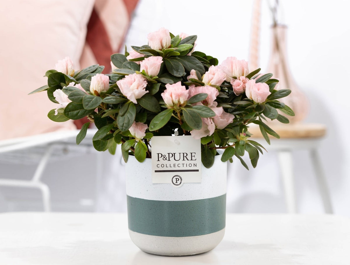 Rhododendron Terra Nova 25cm 12cm Pot