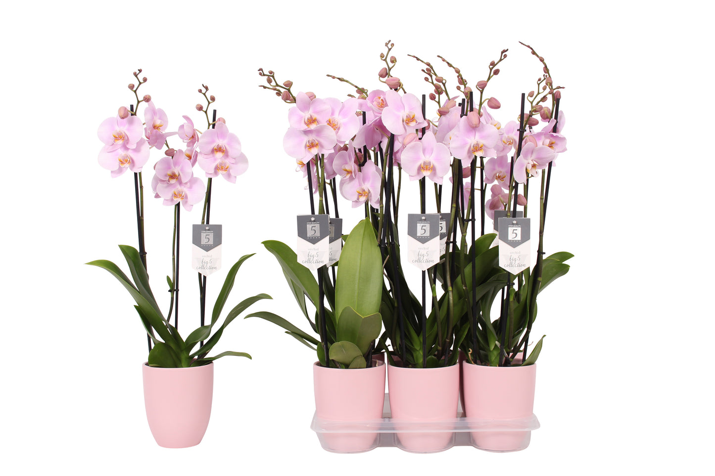 Phalaenopsis Rosion 60cm 12cm Pot