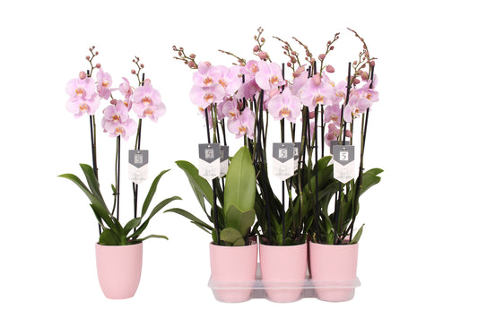 Phalaenopsis Rosion 60cm 12cm Pot