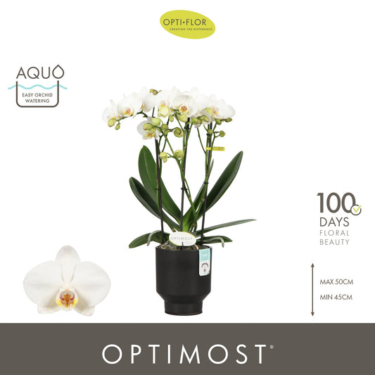 Phalaenopsis multiflora white 45cm 12cm Pot
