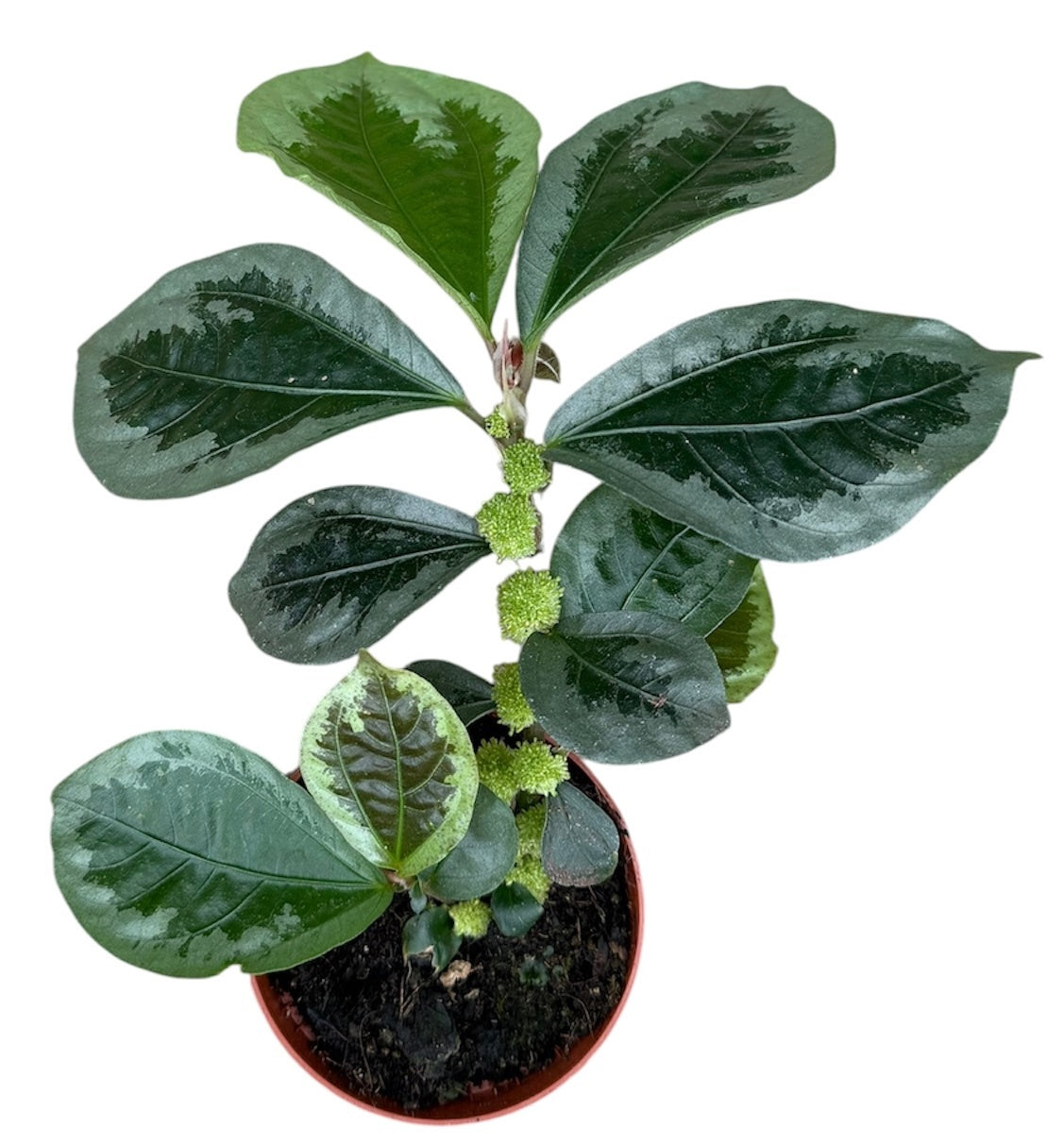 Elatostema Vittatum 12cm 8cm Pot