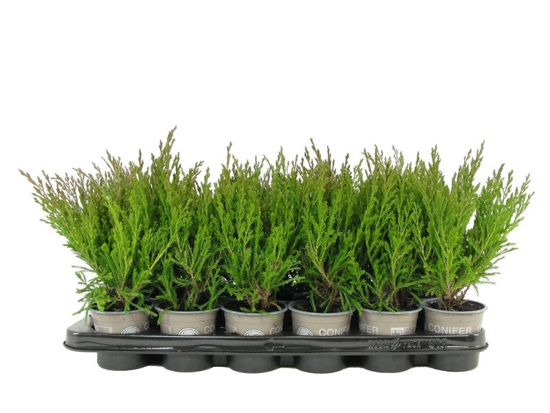 Bloemendaal, Fa.Kw. Juniperus Andorra Compact Pack of 18