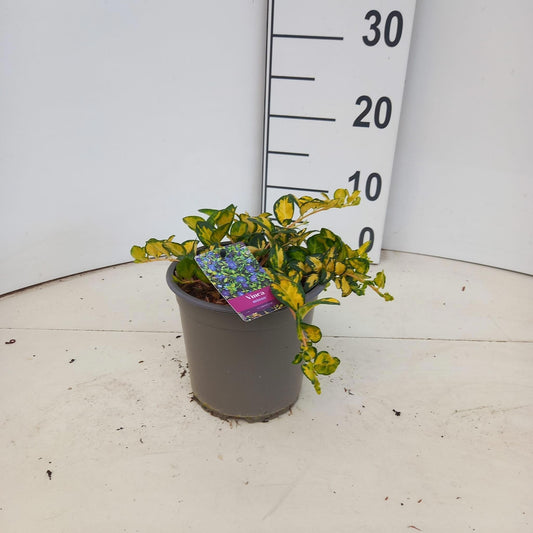 Vinca Illumination 10cm 15cm Pot
