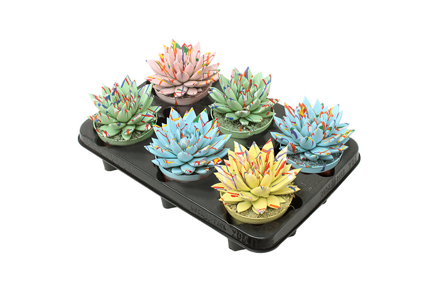 Echeveria colored Splash pastel mix 13cm 10.5cm Pot