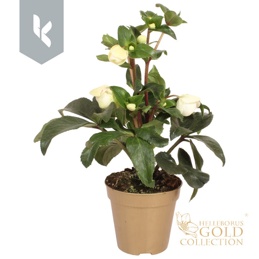 Helleborus Ice N' Roses White Ivory 40cm 13cm Pot
