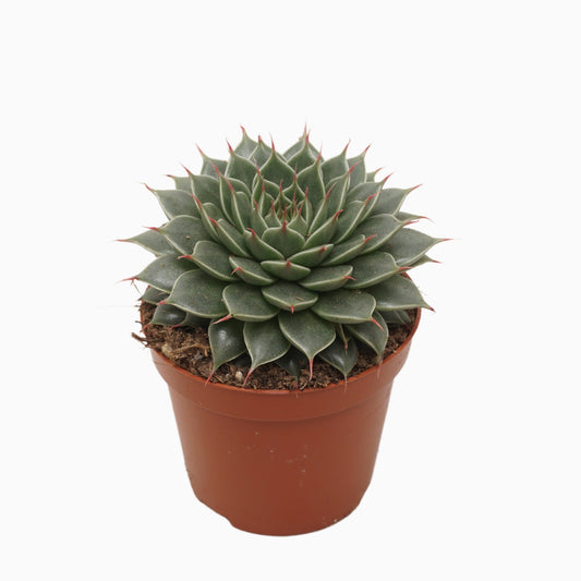 Graptopetalum filiferum 10cm 8.5cm Pot