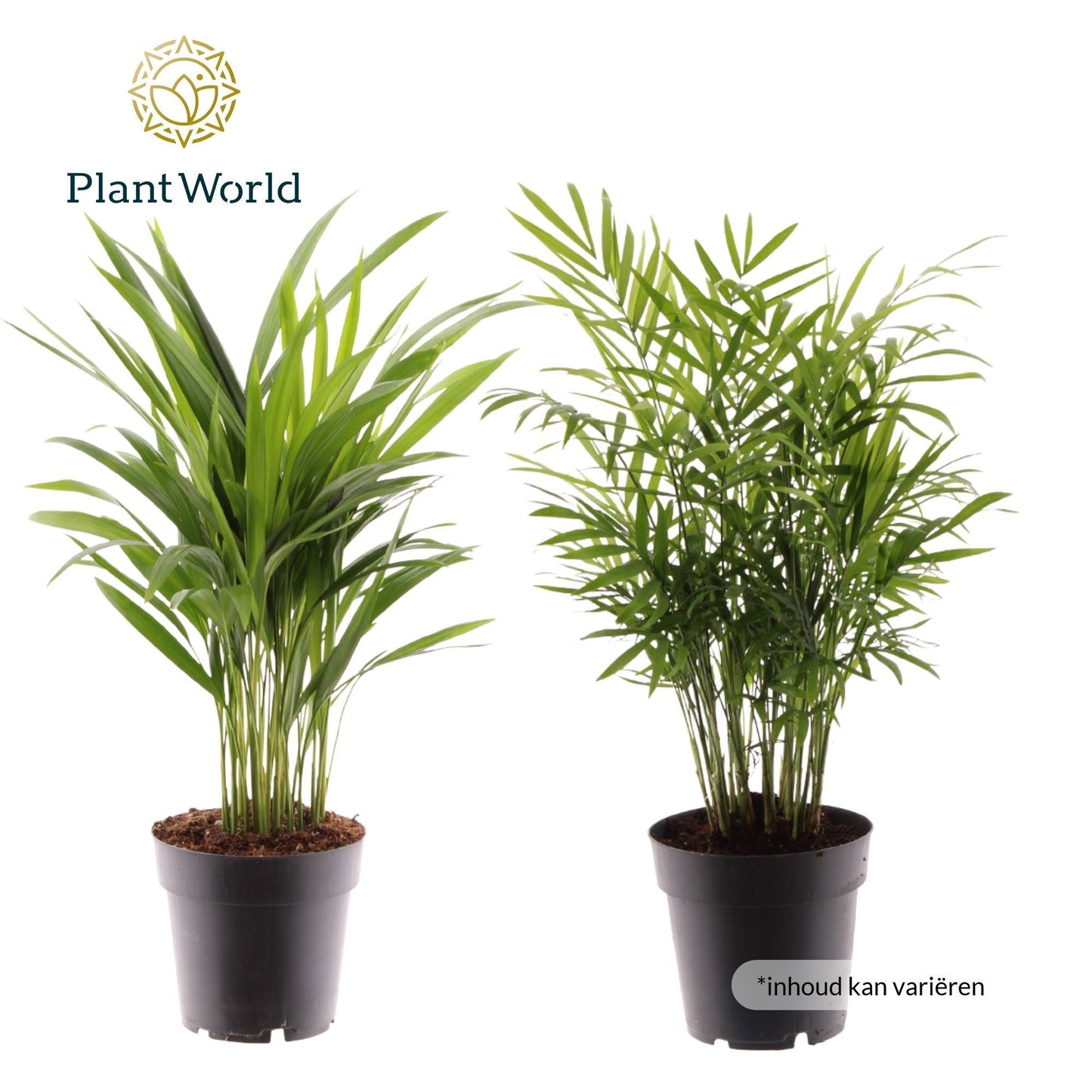 Palms mix 60cm 17cm Pot