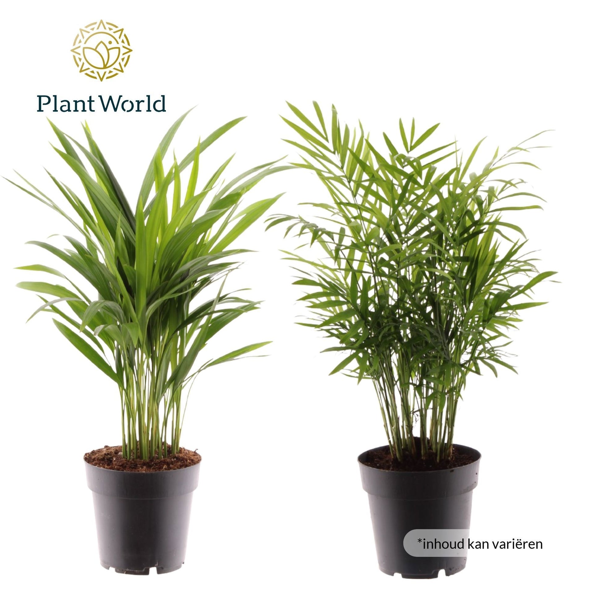 Palms mix 60cm 17cm Pot