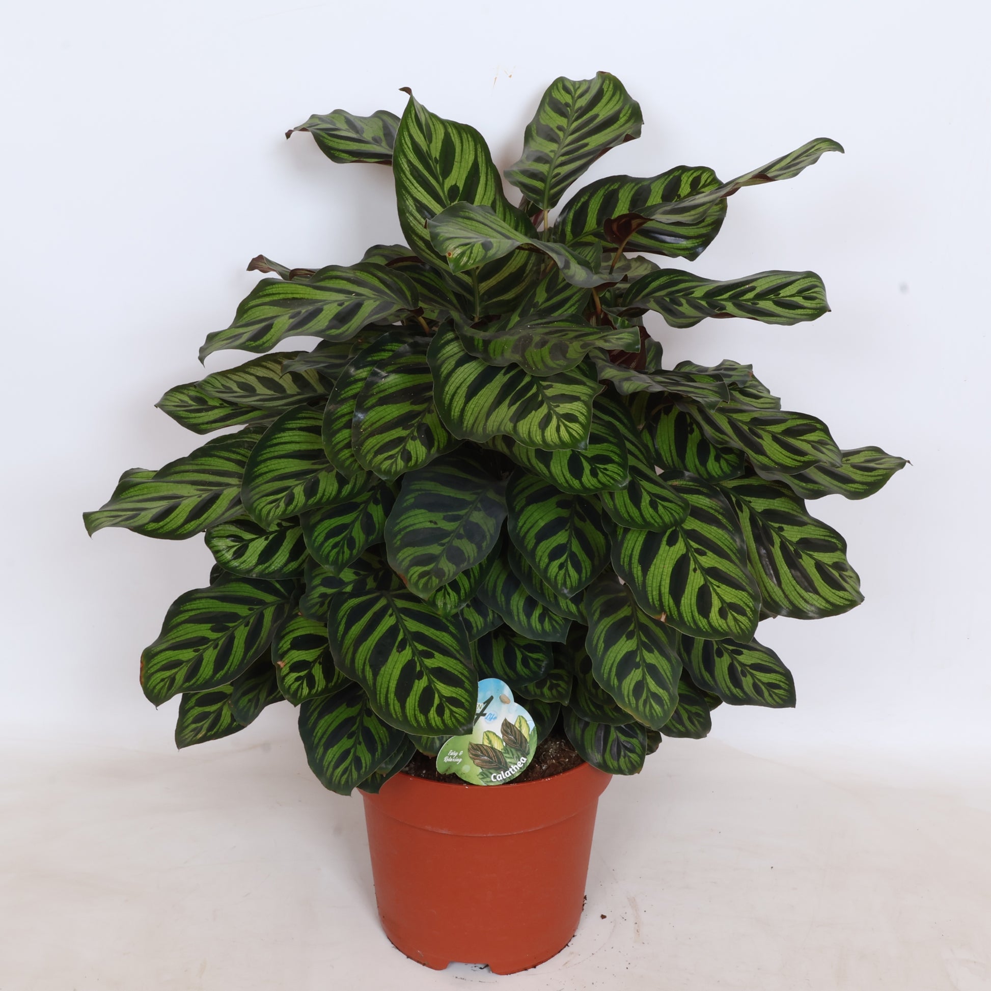 Peeters Potplanten BV Calathea makoyana Pack of 1