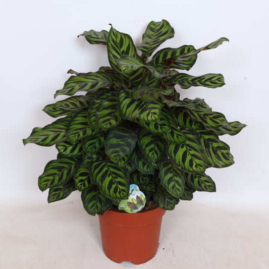 Peeters Potplanten BV Calathea makoyana Pack of 1