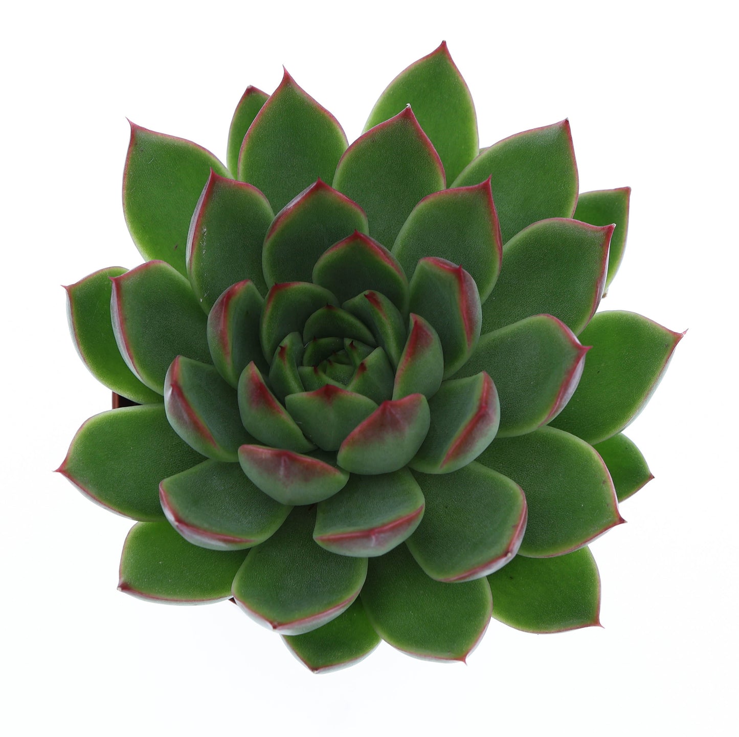 Echeveria Hybrid 10cm 8.5cm Pot