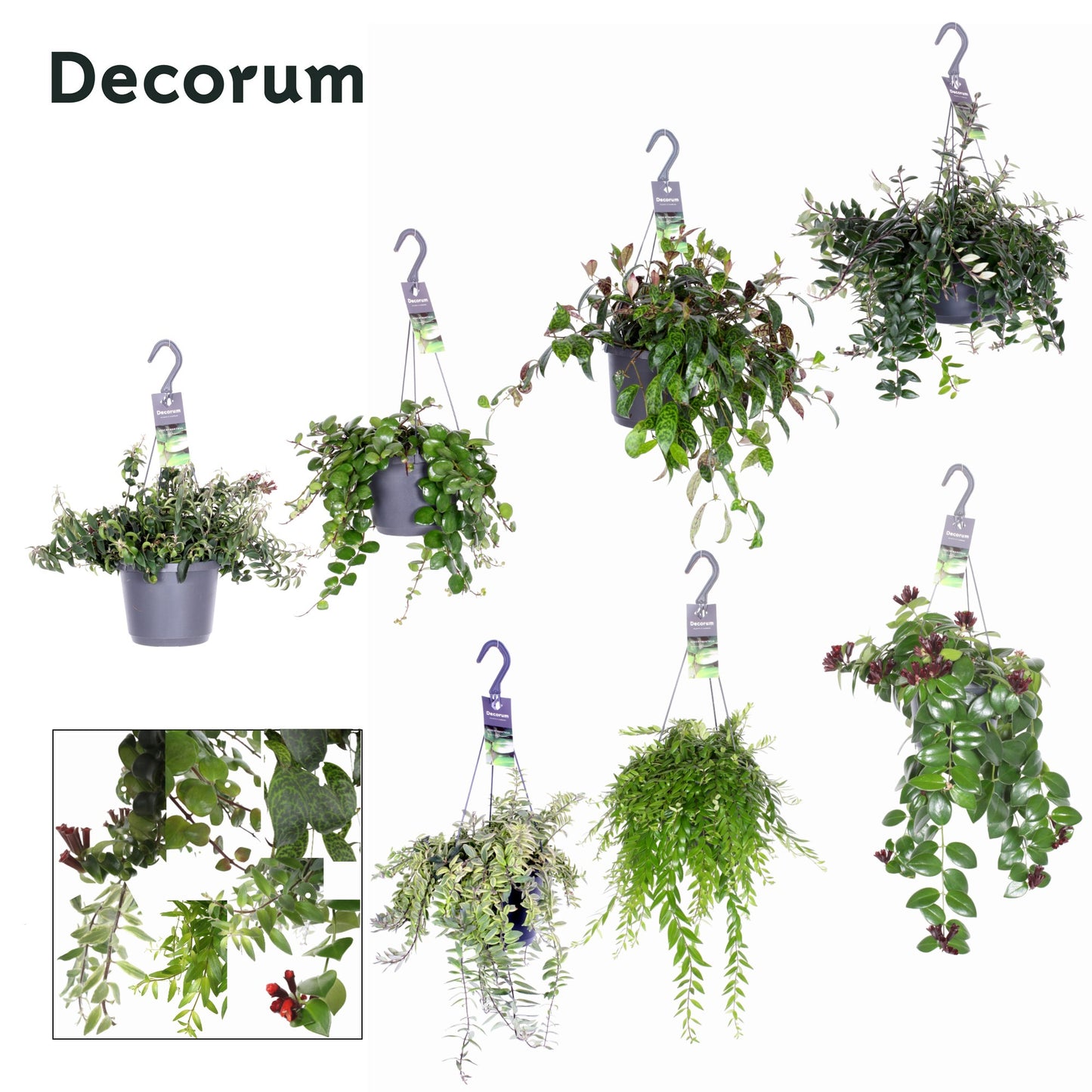 Aeschynanthus mix 35cm 17cm Pot