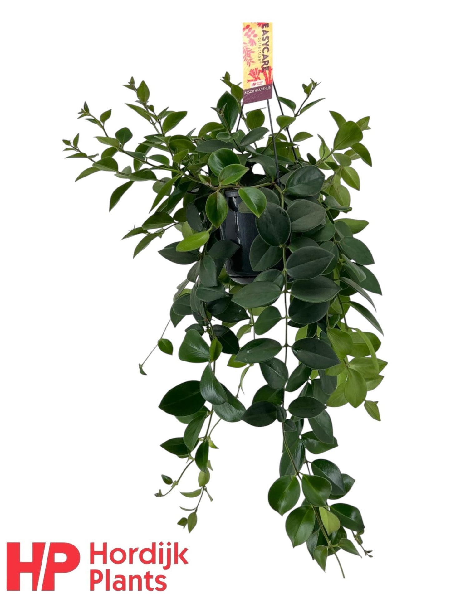 Hordijk Plants Aeschynanthus Mona Lisa Pack of 7