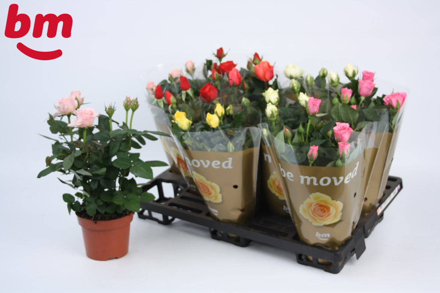 BM Roses Rosa Beau Monde mix Pack of 10