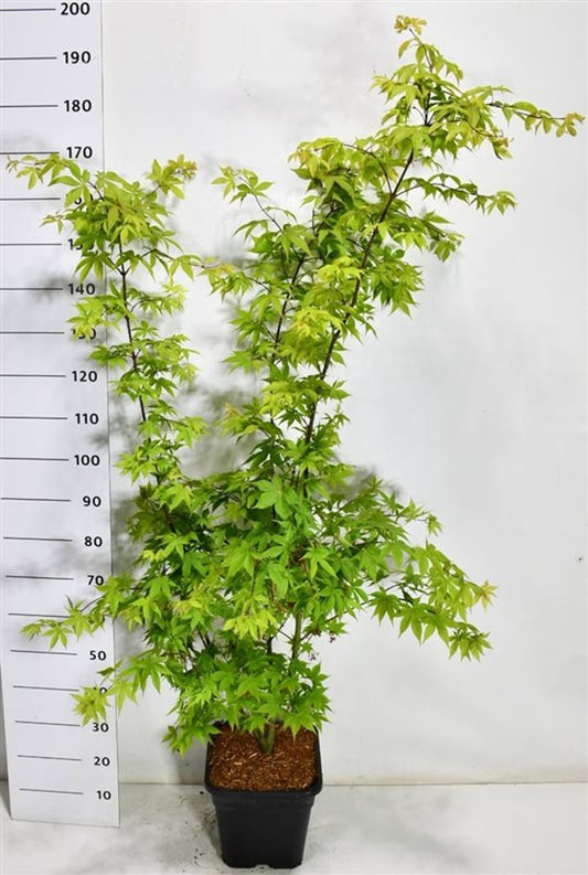 Acer Osakazuki 160cm 32cm Pot