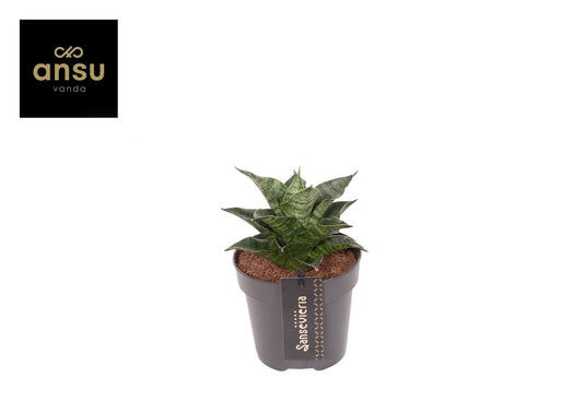 Sansevieria 22cm 12cm Pot