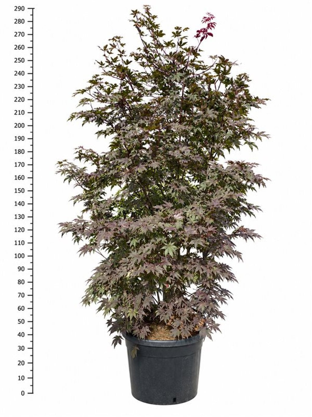 Acer Bloodgood 270cm 65cm Pot