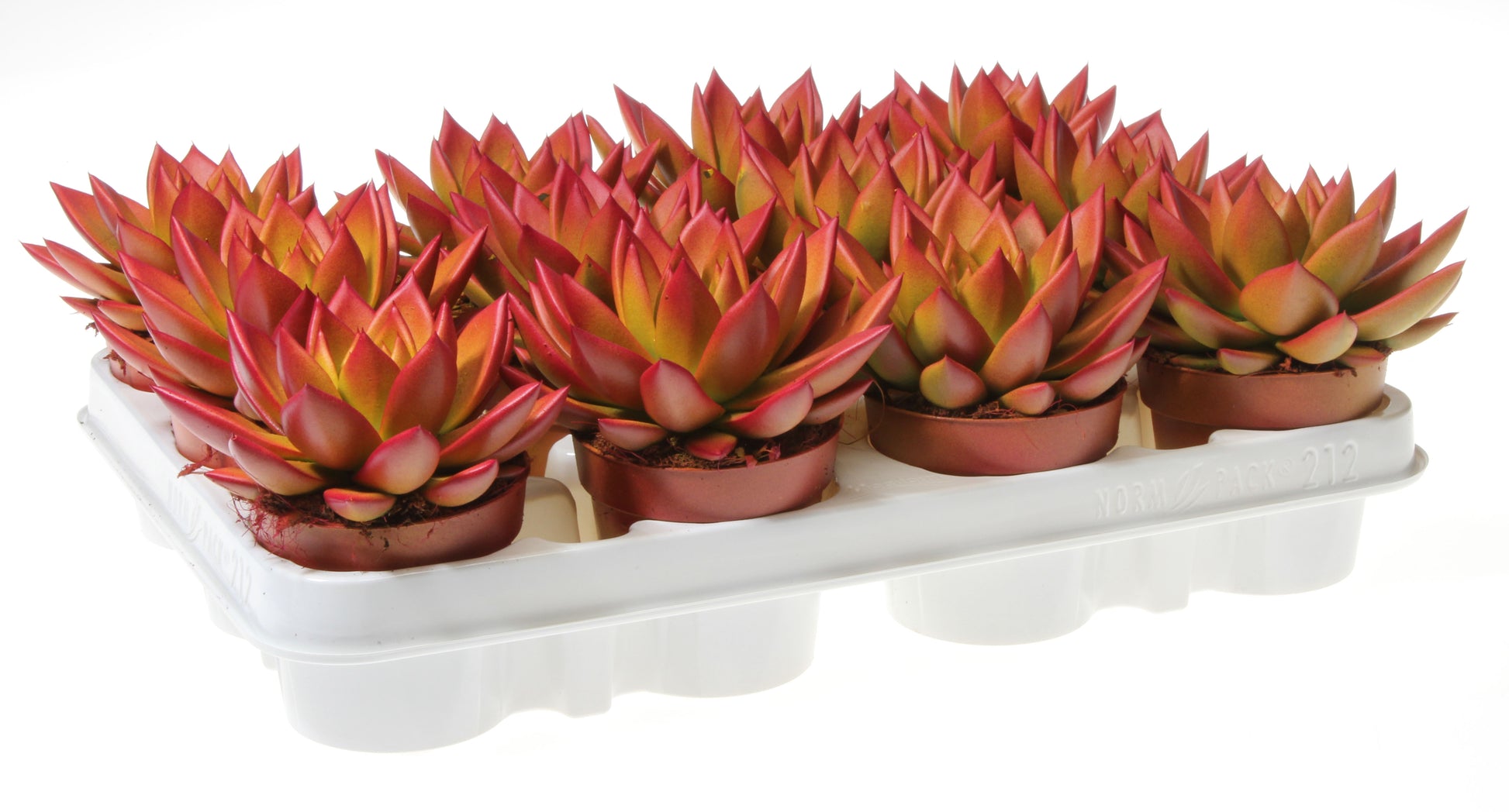 Rainbow zalm 10cm Special Pot (508)