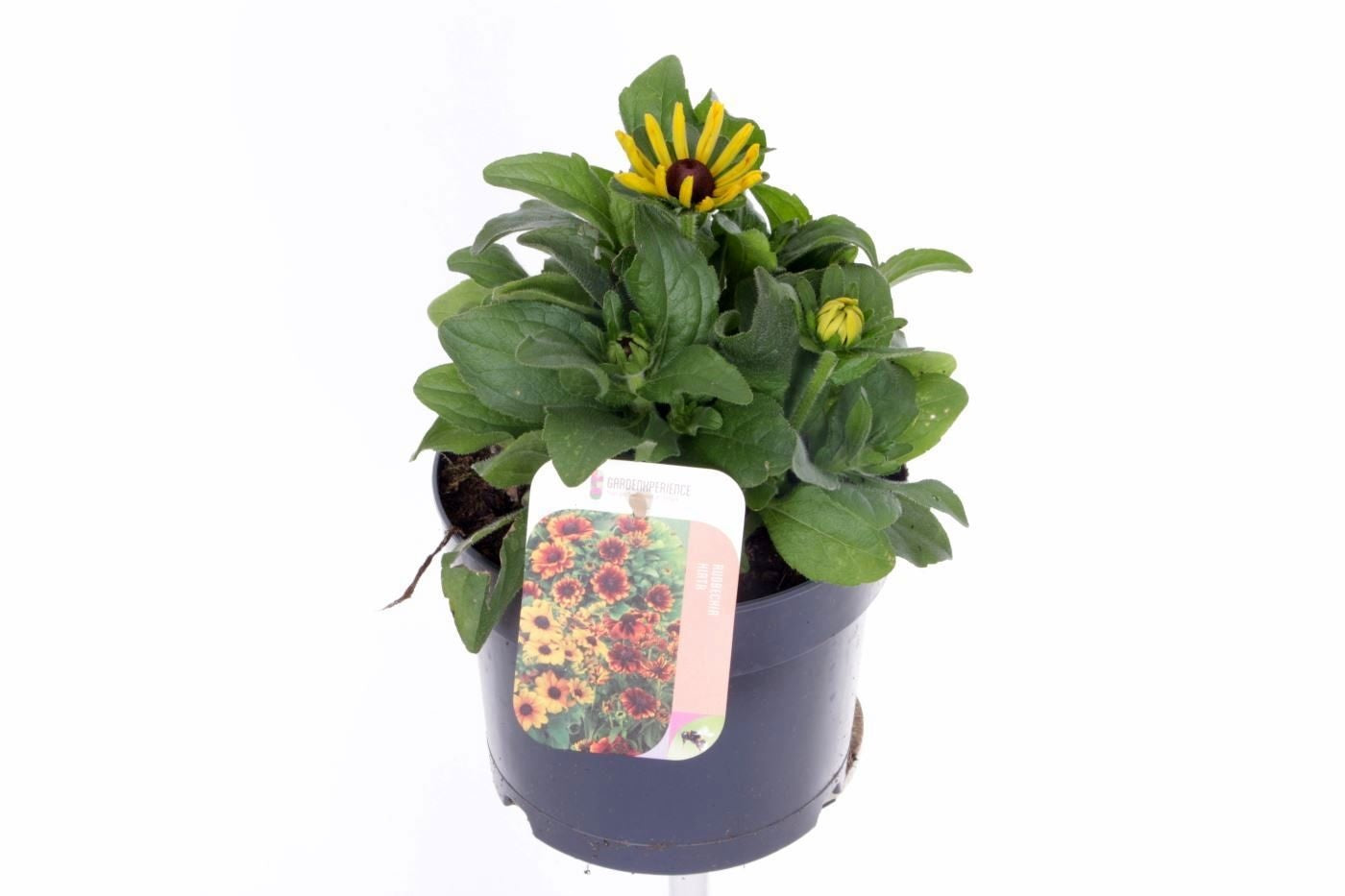 Rudbeckia 30cm 17cm Pot