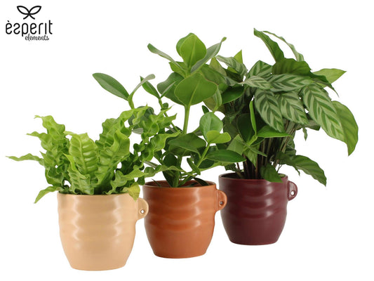 Foliage houseplants mix 35cm 12cm Pot