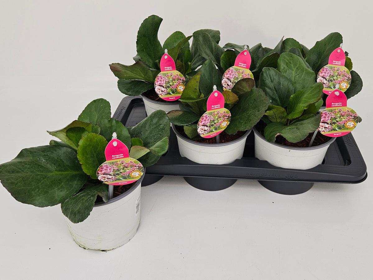 Bergenia cordifolia 40cm 17cm Pot