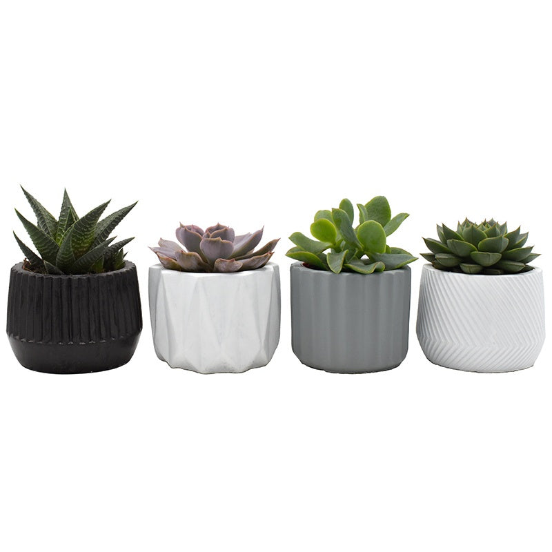 Succulent mix 8cm 6cm Pot
