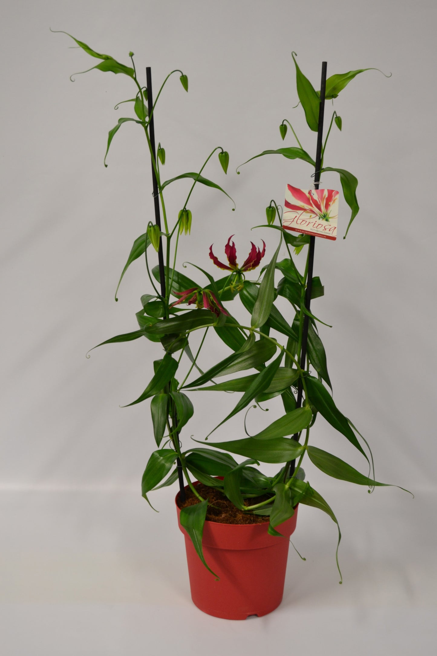 Gloriosa Rothschildiana 100cm 21cm Pot
