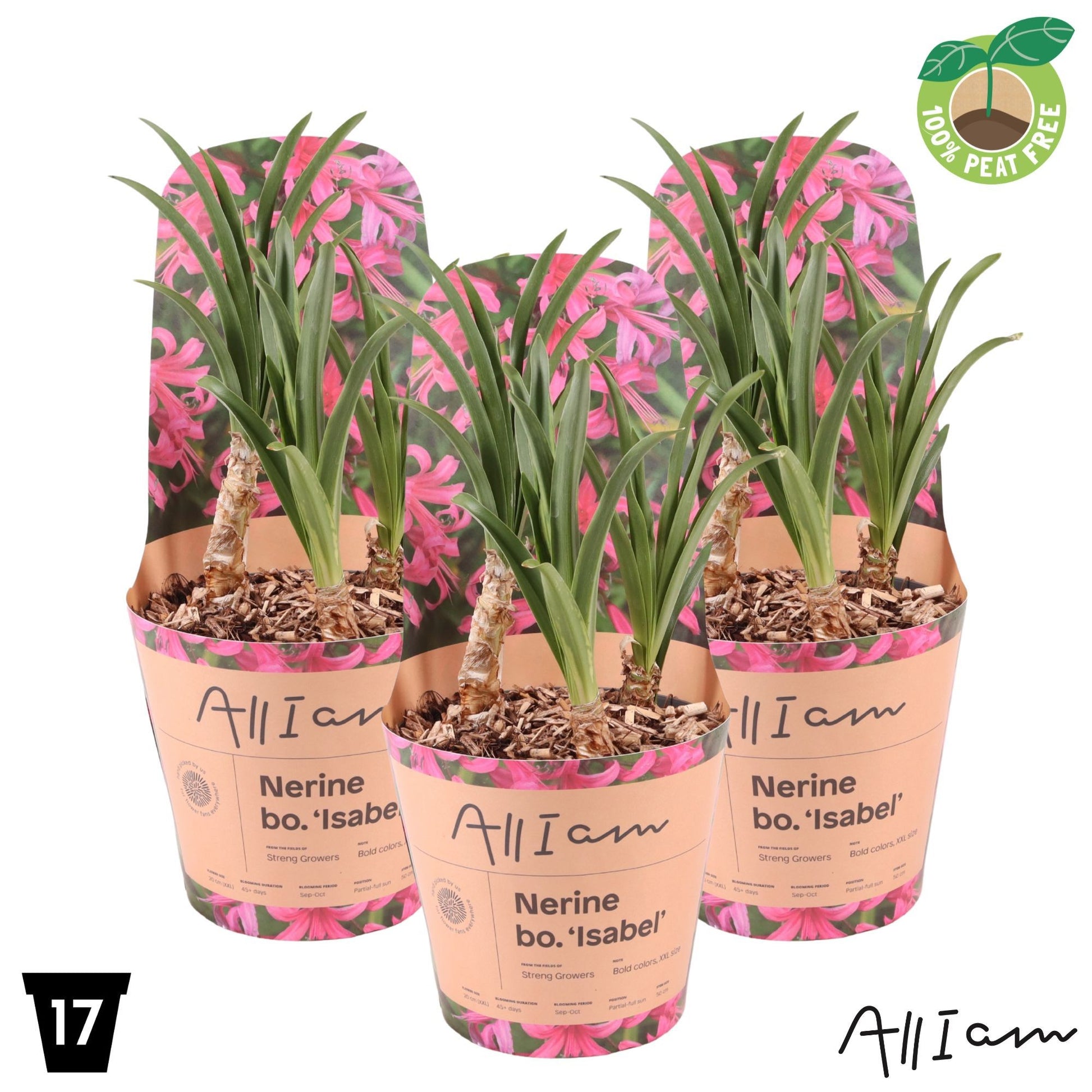 Streng Growers B.V. Bulbs Pack of 1