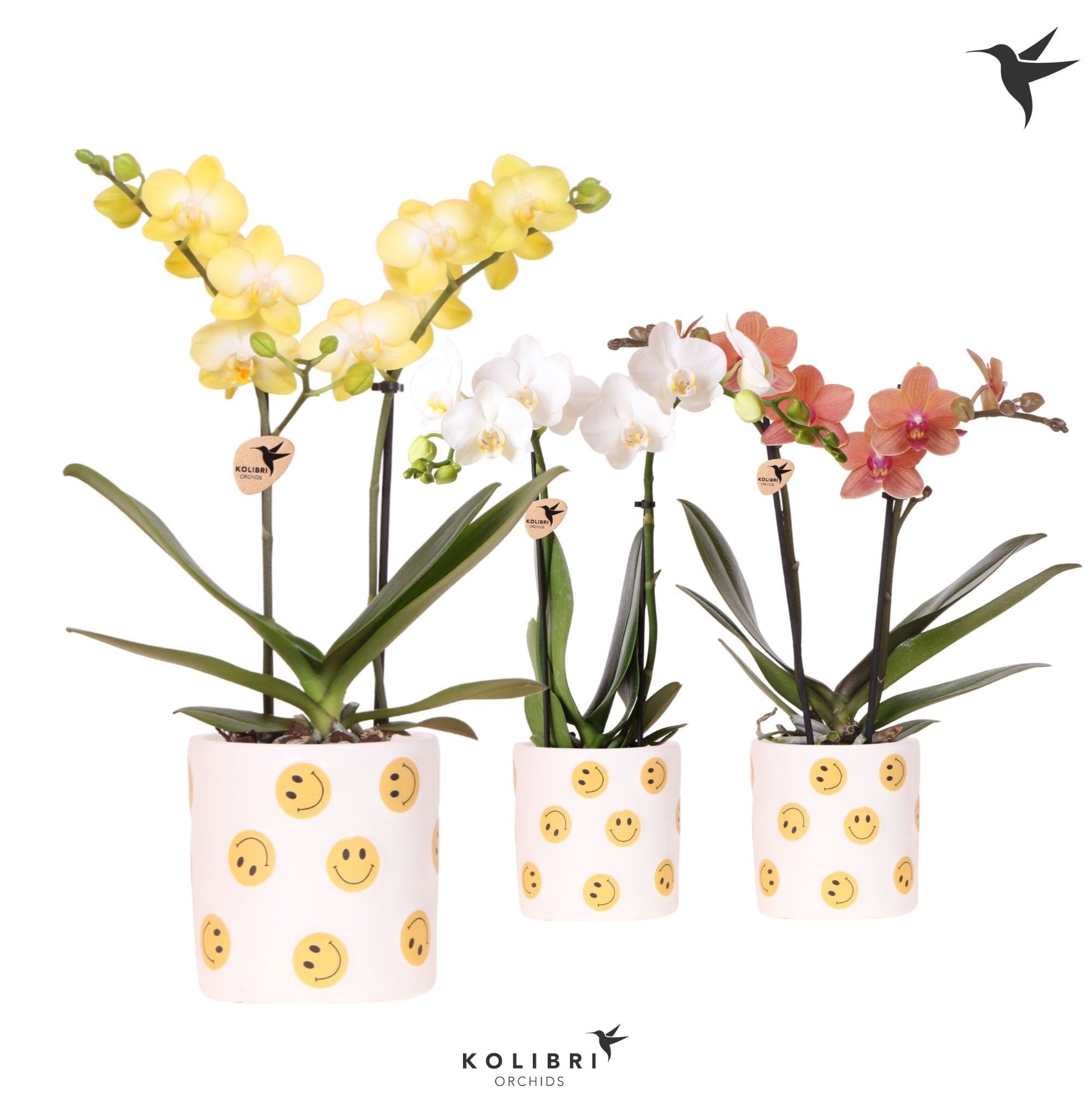 Phalaenopsis mix 40cm 9cm Pot
