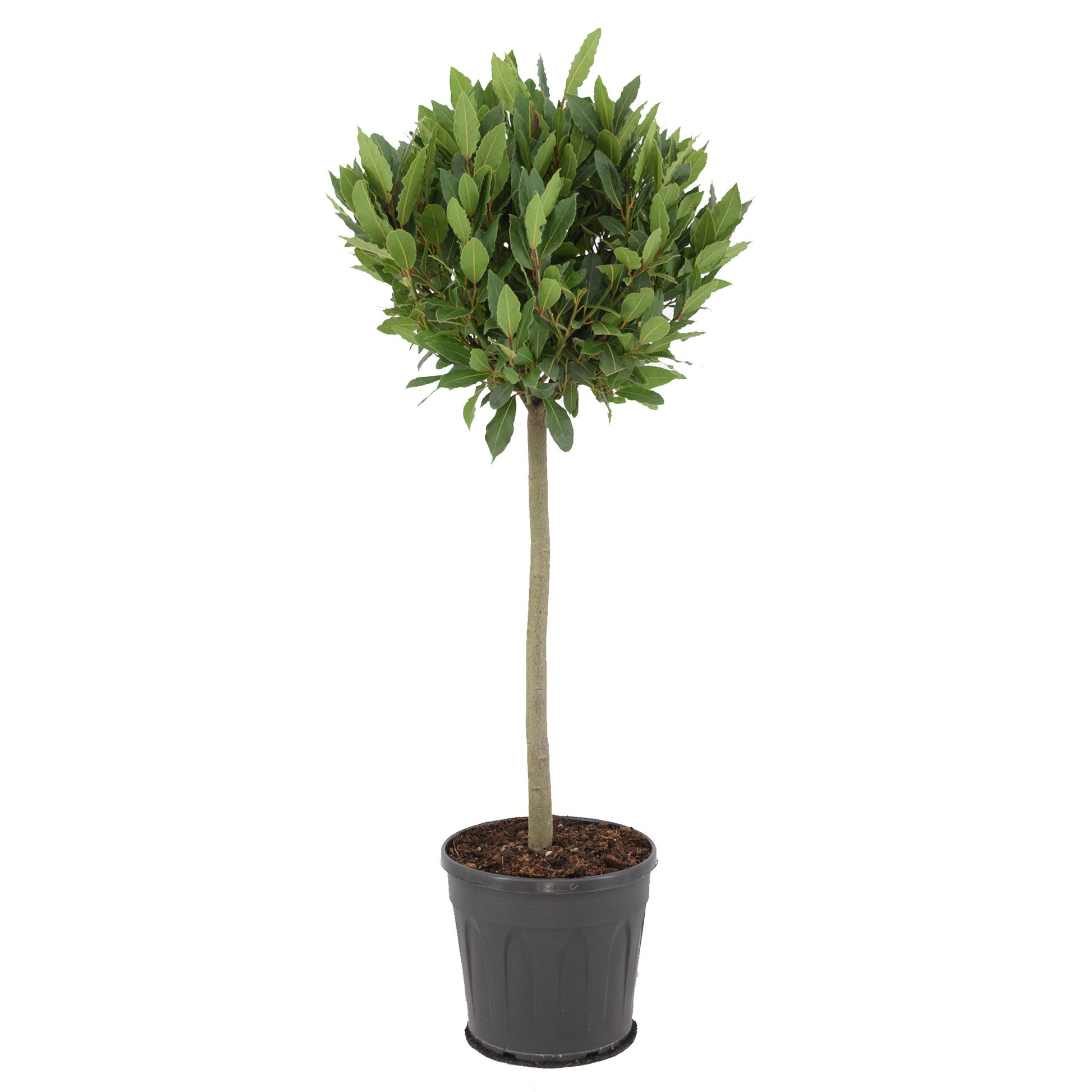 Laurus nobilis 110cm 25cm Pot
