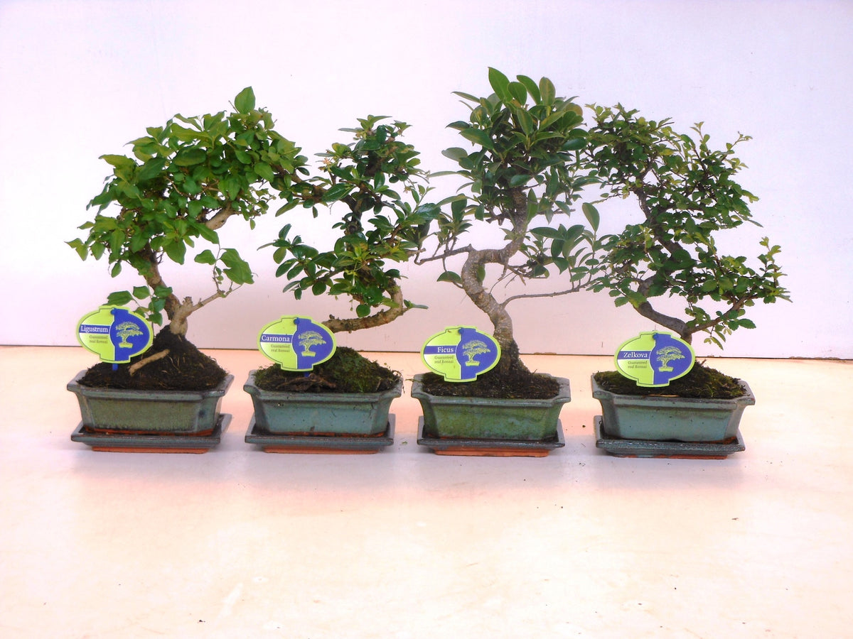 Bonsai mix 30cm 15cm Pot
