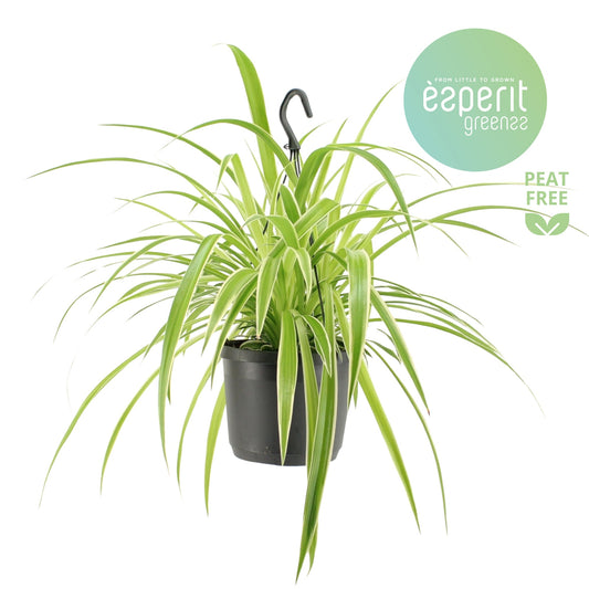 Chlorophytum Variegated 30cm 17cm Pot