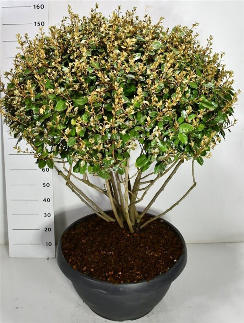 Elaeagnus ebbingei 160cm 65cm Pot