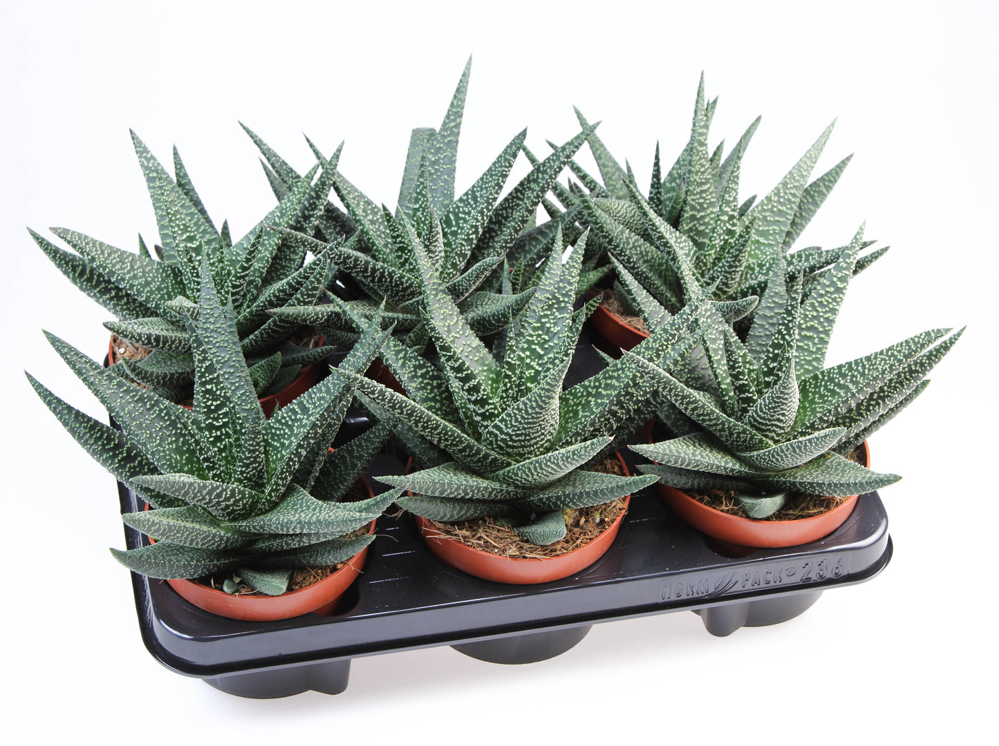 Gasterhaworthia Royal Highness 20cm 12cm Pot
