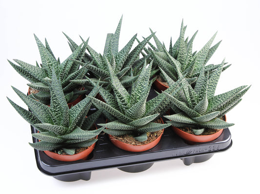 Gasterhaworthia Royal Highness 20cm 12cm Pot