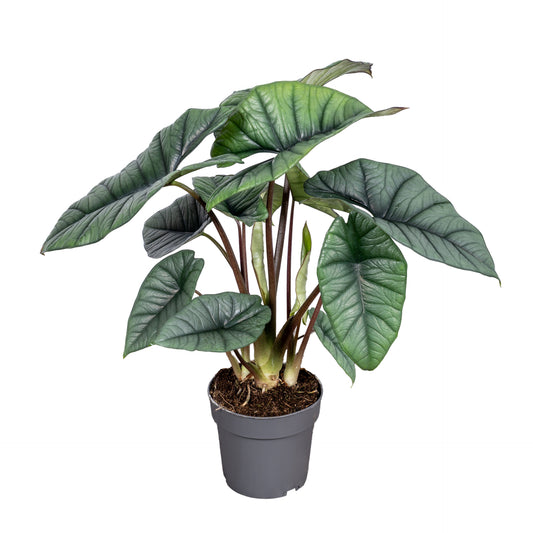 Alocasia Platinum 50cm 14cm Pot