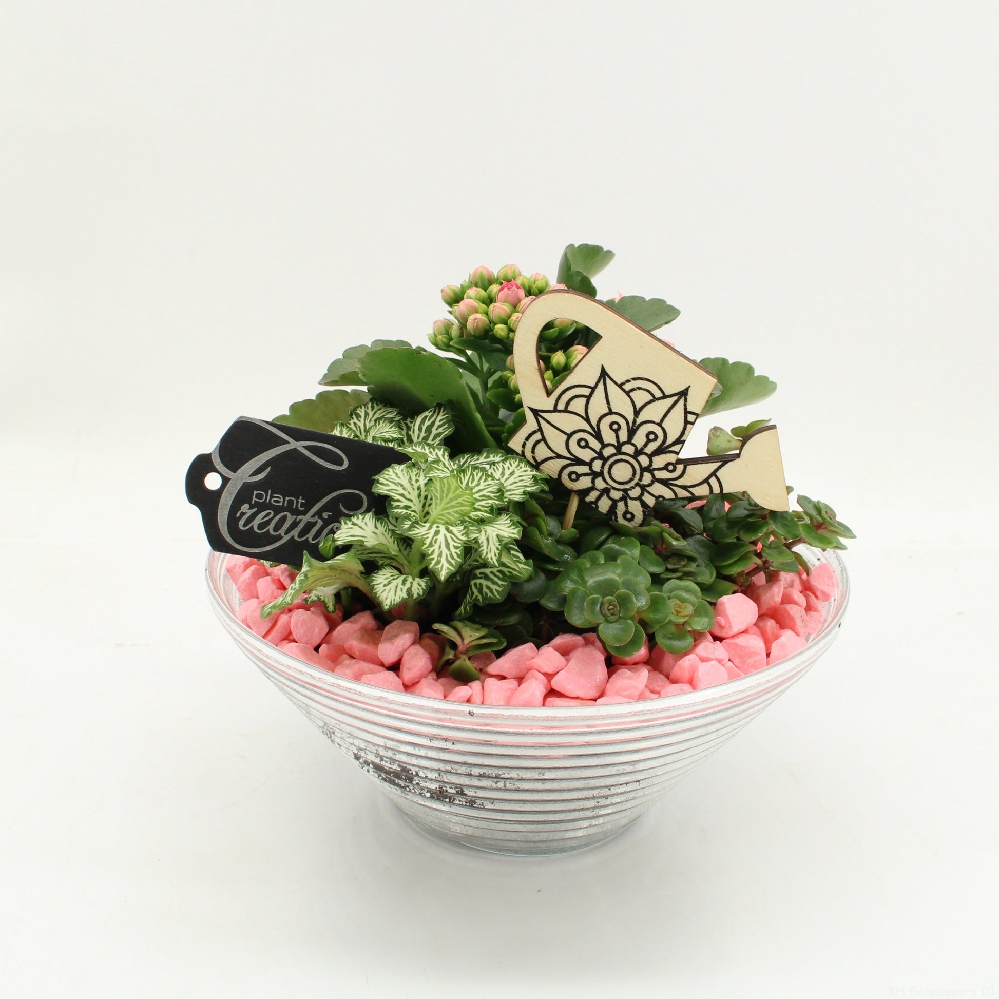 FDCR-2601RZ Basic Fundamentals 20cm 20cm Pot
