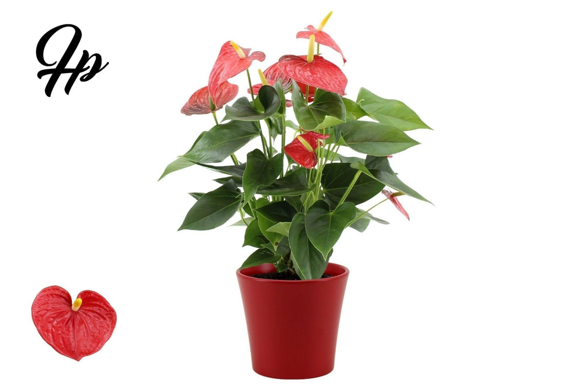 Anthurium Esudo 45cm 14cm Pot