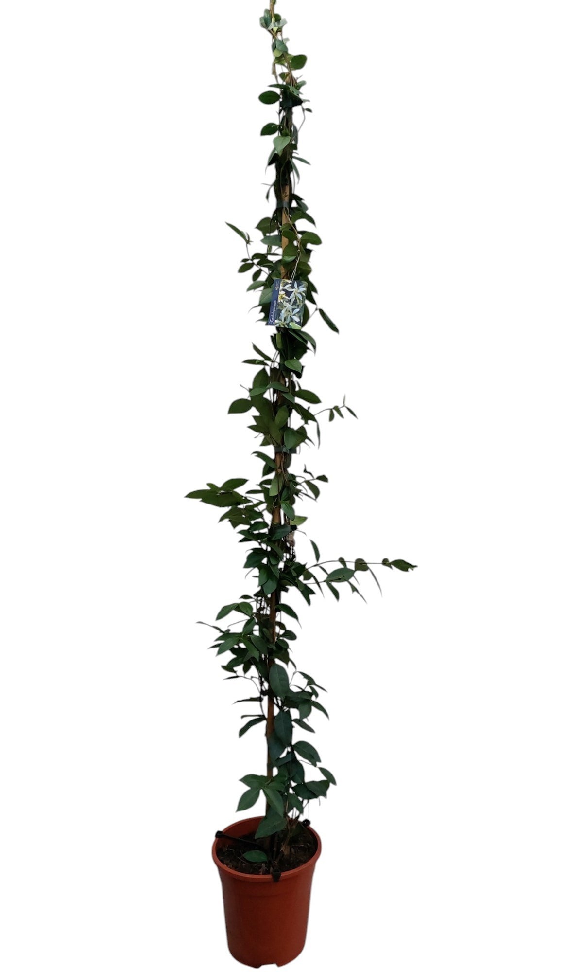 Trachelospermum jasminoides 150cm 19cm Pot