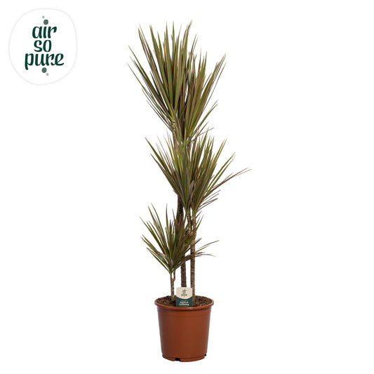 Dracaena Bicolor 125cm 24cm Pot