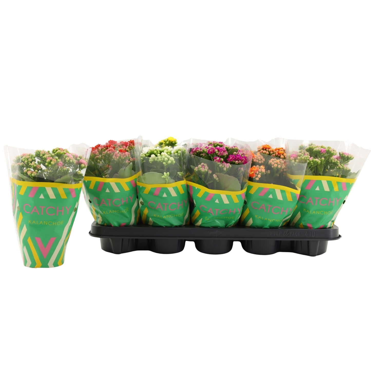 Vilosa Kalanchoe Catchy Season Mix Pack of 10