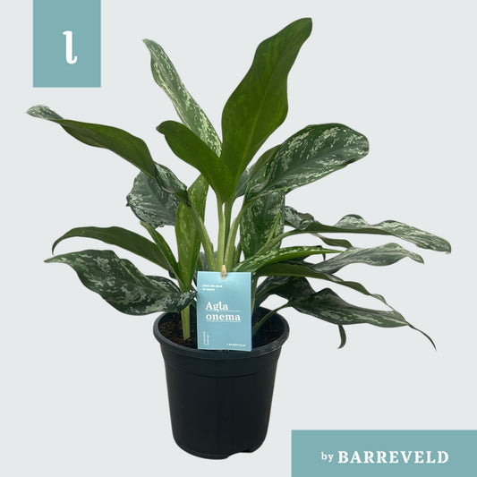 Aglaonema Hybrid 60cm 17cm Pot