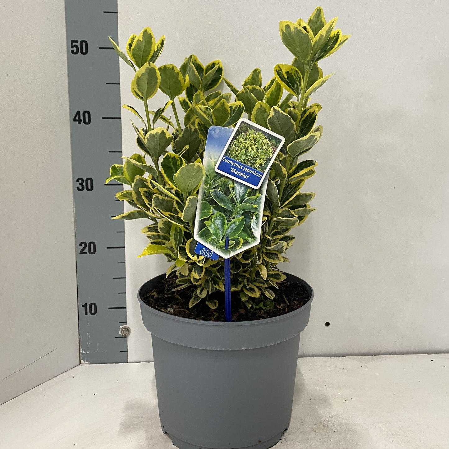 euonymus-ovatus-aureus-40cm-23cm-pot